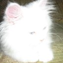 ���� ���������, ����, 53 ���� - ��������� 2 �������� 2011 � ������ ������