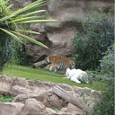  ,  -  14  2011   LORO PARK the best zoo