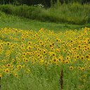 ���� *****, ��������, 84 ���� - ��������� 14 �������� 2011