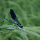  Lena,  -  6  2010   1