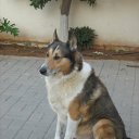 ���� Rafael, ����-����, 65 ��� - ��������� 28 ������� 2009 � ������ �������