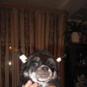 ���� �����, ������, 59 ��� - ��������� 28 ���� 2011 � ������ �PetLove�