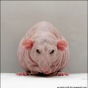 ���� ����������, �����������, 50 ��� - ��������� 31 ������ 2012