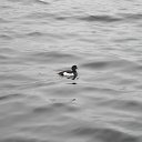  , , 62  -  29  2011    -