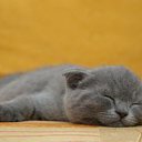 ���� ����, ����, 25 ��� - ��������� 27 ������� 2011 � ������ �Avataria�