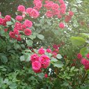 ���� �������, ������ ��������, 55 ��� - ��������� 22 ������� 2011