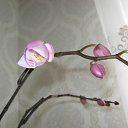 ���� V�������, ��������� - ��������� 6 ������� 2012 � ������ ���������.�