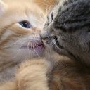 ���� �������, ���������, 42 ���� - ��������� 5 ������ 2012 � ������ �������������