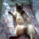 ���� ��������, �����������, 85 ��� - ��������� 25 ������� 2009 � ������ �������