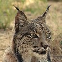 ���� �������, �����������, 53 ���� - ��������� 12 ������� 2013 � ������ ���� ����������