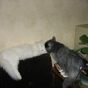 ���� ���������, ����, 53 ���� - ��������� 2 �������� 2011 � ������ ������