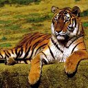 ���� ����, ������, 33 ���� - ��������� 2 ������� 2012 � ������ �������