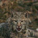  ,  , 43  -  20  2013    