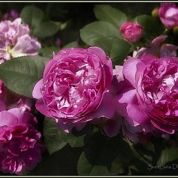 ���� Lera, ������, 49 ��� - ��������� 21 ���� 2010