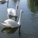 ���� ������� ��������, ������, 68 ��� - ��������� 15 ������� 2012