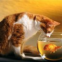 ���� ������ ~������~, ��������, 37 ��� - ��������� 27 �������� 2010 � ������ �PetLove�