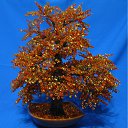 ���� ����, �����������, 63 ���� - ��������� 1 ����� 2010 � ������ ���� ���������