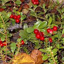 ���� ����, ��������, 50 ��� - ��������� 17 ������ 2010 � ������ ��������