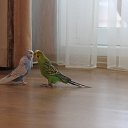 ���� �������, ������-��-���� - ��������� 29 ����� 2013 � ������ ���� ����������