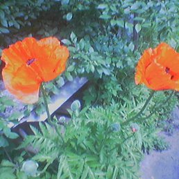 ���� ����, ������, 52 ���� - ��������� 22 ������� 2009