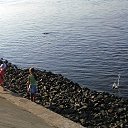 ���� ����, �������, 43 ���� - ��������� 15 ��� 2013 � ������ ���� ����������