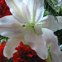 ���� ������, �����, 53 ���� - ��������� 22 ������� 2009 � ������ ����� �� ������� ����