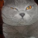  , , 49  -  21  2011   PetLove