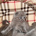  , , 62  -  23  2010      (-)   