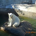 ���� �����, �������, 45 ��� - ��������� 11 �������� 2011 � ������ �PetLove�