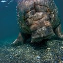 ���� ����� - ���������� ��������!!!, �����������, 56 ��� - ��������� 20 ������� 2009 � ������ ������������� ��������� � ��������� ���!�