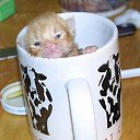 ���� ����, �������, 57 ��� - ��������� 29 ����� 2012 � ������ ���� ����������