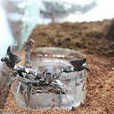 ���� Iris, �����-���������, 34 ���� - ��������� 1 �������� 2012 � ������ �������