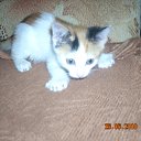  * *, , 52  -  26  2011   