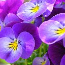 ���� ����� - ���������� ��������!!!, �����������, 56 ��� - ��������� 15 ������ 2010 � ������ �������� ��� ���� :-)))�