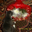 ���� �����, ���������� - ��������� 15 ������ 2012 � ������ ����λ