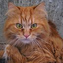 ���� �����, �������, 40 ��� - ��������� 26 ���� 2013 � ������ ������ � ������