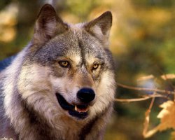  Wolf, , 46  -  16  2012