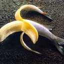 ���� �������, �����������, 49 ��� - ��������� 14 ������� 2011