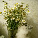 ���� ������, ���������, 37 ��� - ��������� 21 ���� 2010 � ������ �������