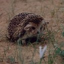 ���� �����, ������ �����, 57 ��� - ��������� 10 ��� 2012 � ������ �������