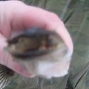 ���� ���������, ������-������, 36 ��� - ��������� 12 ������� 2010 � ������ �������