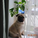 ���� Vladimir Potapov, �������, 55 ��� - ��������� 1 ������� 2012 � ������ �������