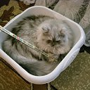 ���� ������, ���������, 37 ��� - ��������� 21 ���� 2010 � ������ �������