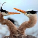 ���� Red, ������� - ��������� 16 ������ 2011 � ������ ���������������� :)�