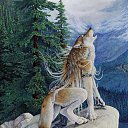 ���� ˸��, �������, 34 ���� - ��������� 21 ������� 2011 � ������ �goldenwolf�