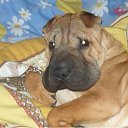 ���� ����, �������, 44 ���� - ��������� 21 ������ 2011 � ������ ���� ��������