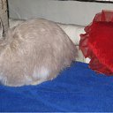 ���� ������, ��������� - ��������� 9 ���� 2010 � ������ �C���� � �����