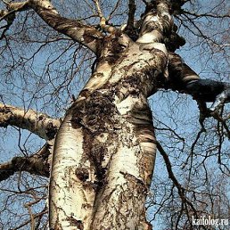 ���� ���������, ��������, 54 ���� - ��������� 18 ������ 2011