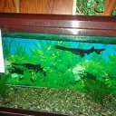 ���� �����, ���������, 50 ��� - ��������� 26 ������� 2012 � ������ �� ���� ���� ����