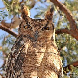 ���� ������, ������������, 38 ��� - ��������� 10 ������ 2011